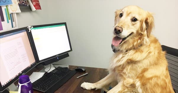 Dog Next to You While Working